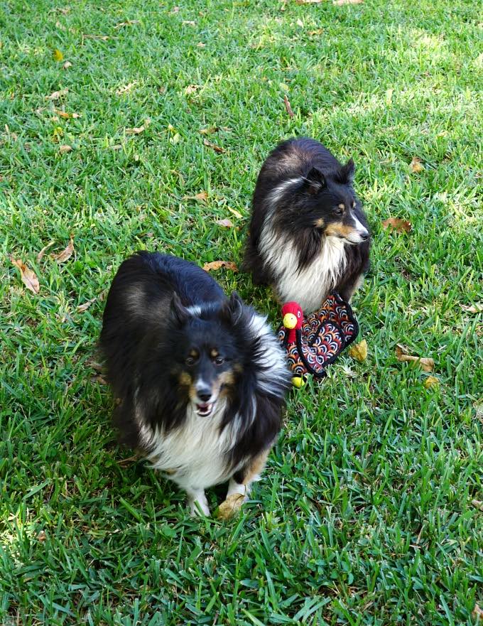 The Rebel Chick blogger's dogs